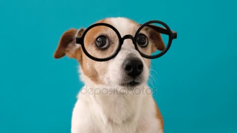 smart dog in glasses looking to the camera