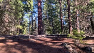 Hiking Through Forest Above Metolius River – Central Oregon – 4K