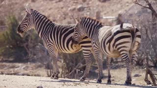 shot of a couple of zebras Moving Tails