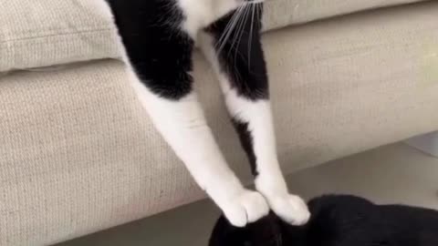 Funniest Cats And Dogs Video #shorts