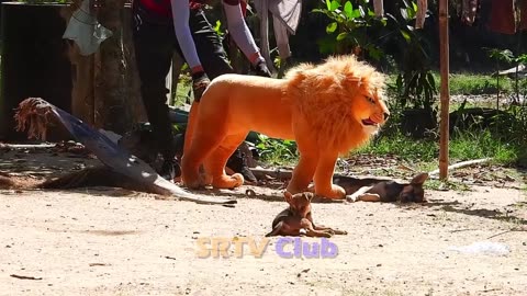 Lion prank with dogs 😁😁