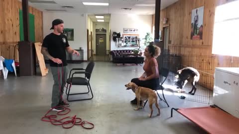 Leash reactive dog training- Dog reactivity training