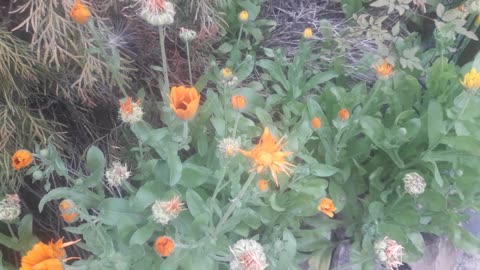 Calendula is not very good