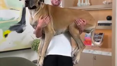 Holding Bigger And Bigger Dogs