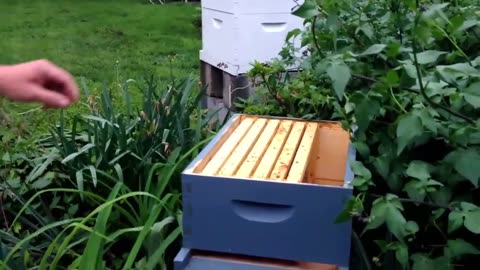 Beekeeping in the City Backyard