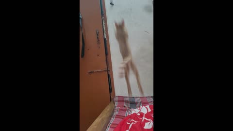 Kitten Mishu Jumping High