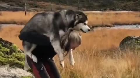 Beautiful Husky Dog climbing on me