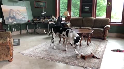 Rude Great Dane's howling disturbs dog's nap time