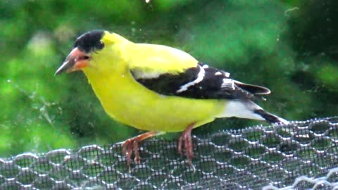 Golden Finch and Oriole