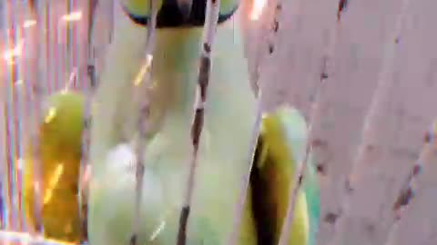 Talking Parrot Greeting Baby Parrot