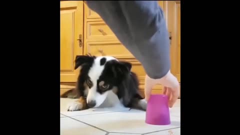 Funny Dog play shell game ll funny animal videos