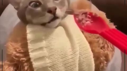 funny cats