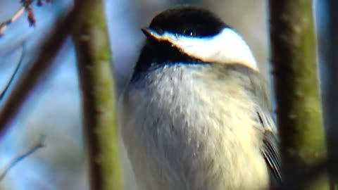 Chickadee