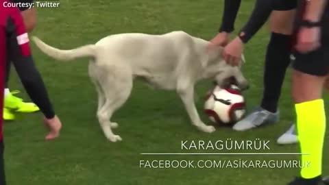 Dog Playing Football.