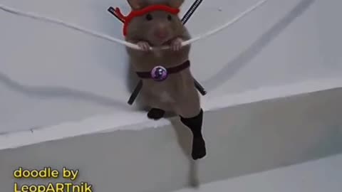 Ninja Hamster!