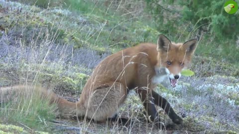 ADORABLE Foxes Playing