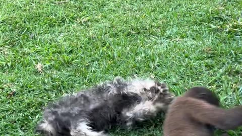 Puppy and monkey play