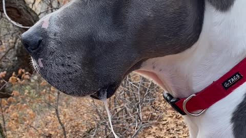 Single Leaf Dangles in Dog's Slobber