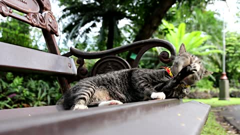 Un chat mignon assis sur un banc et qui profite du beau temps