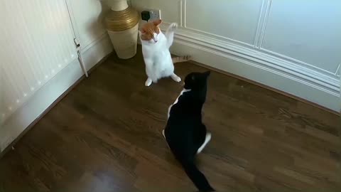 Cats Play Fighting (Compilation)