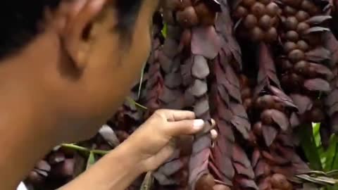 Rela masuk ke hutan belantara demi mencari buah buahan liar