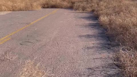 Tumbleweed Migration Takes Over Eastern Colorado