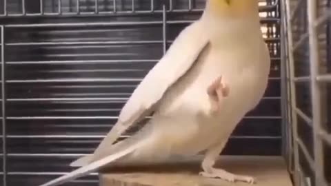 Cute cocktail singing a song ⭐😍