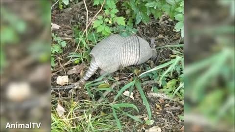 Cute Armadillo Compilation