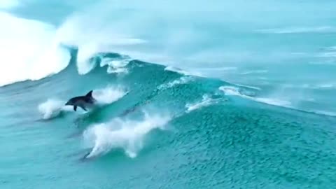 Dolphins surfing waves in crystal clear waters off the coast of Esperance, Australia