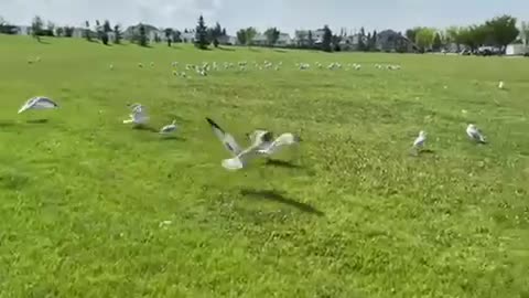 Nature and bird: Seagulls spreading wings, taking off