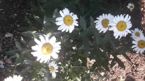 Daisies