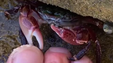 CRAB pedicure ASMR sounds! 😱✨🦀 #shorts #crabs #asmr #pedicure