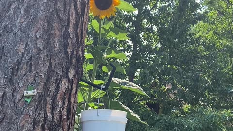 What's Wrong With the Sunflowers?