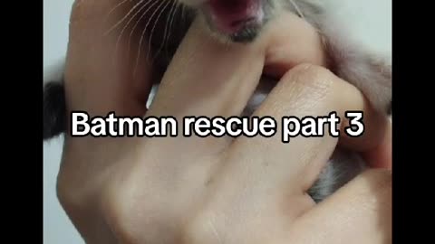 Rescuing Batman Part 3 😽😻- #kitten #cat #rescue #shorts #cutekitten #lovecats #rescuekitty #pets