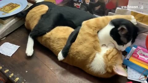 TWO CATS KISSING AND HUGGING EACH OTHER