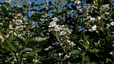 Blackberry Flowers and Pollinators in the Flemish Tasty Forest