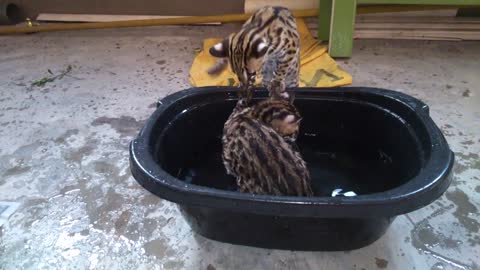 Asian leopard cat playing