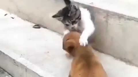 Cat and Dog