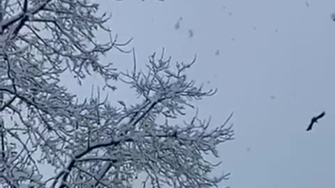 Beautiful Snow fall video