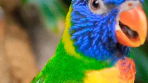 BEAUTIFUL PARROT