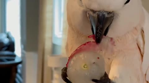 Cute Parrot Enjoys Eating Litchi: Watch This Adorable Bird Feast on Sweet Fruit