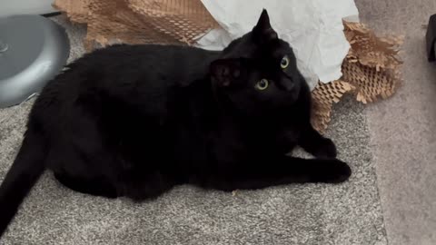 Cute Precious Piper is Guarding Her Belongings - Adopting a Cat from a Shelter Vlog