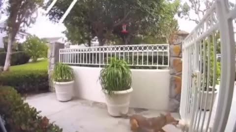 Fox Vs Small Dog