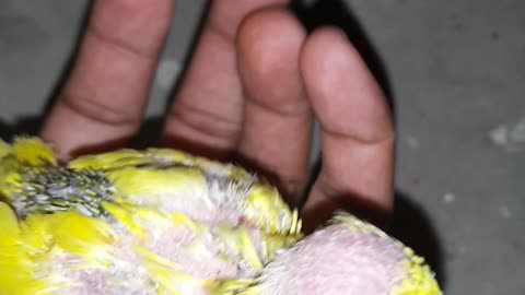 Feather plucking in budgies