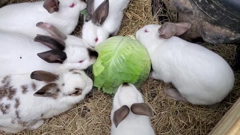 Rabbits eating cabbage