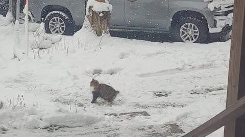 Fluffy Cat Catches Snowflakes