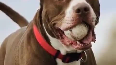 Top ten dangerous dog in the world #top10 #dangerous #pittbull