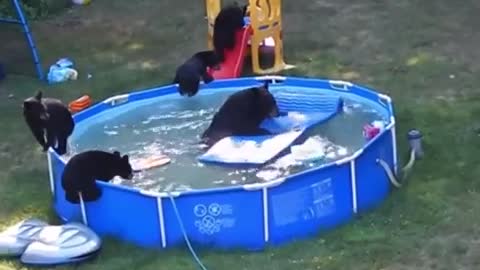 These Furry Little Guys Can "Bearly" Wait For The Holiday Weekend