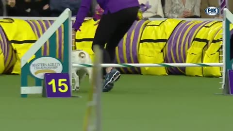 Watch Rudy the Bulldog crush the 2019 WKC Masters Agility course