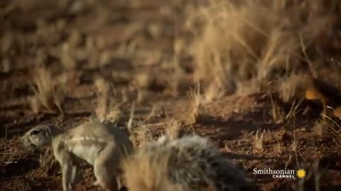 Mongoose Vs. Cobra Smithsonian Channel